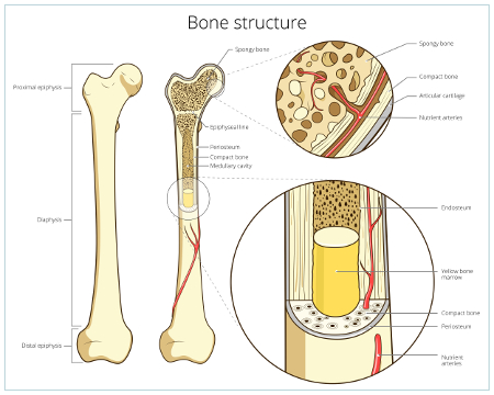 Csontszövet anatómiája