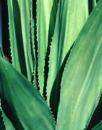 Aloe vera, aloé