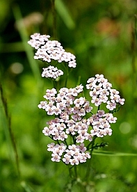 cickafarkfű
