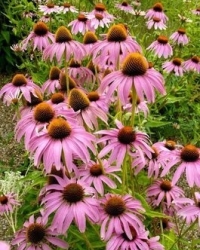 kasvirág, echinacea
