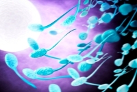 a spermium segít az öregedés ellen)