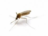 szúnyog, zika-vírus