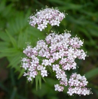 macskagyökér, valeriána