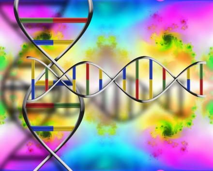 DNA DNS kutatás