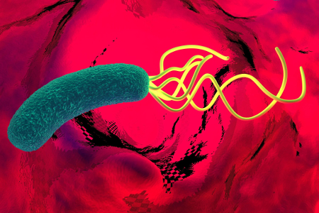 Helicobacter pylori