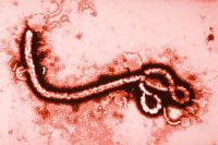 ebola vírus járvány kongó