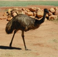 emu