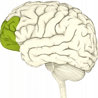 agy, prefrontális kéreg