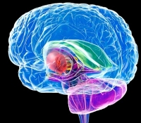 Alzheimer-kór, agy Alzheimer-kór, agy