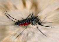 Aedes szúnyog, dengue-láz Aedes szúnyog, dengue-láz