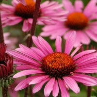 echinacea