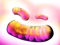 mitokondrium