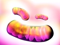 mitokondrium