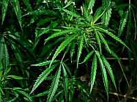 kannabisz, kemoterápia kannabisz, kemoterápia