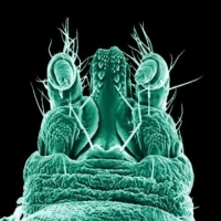 kullancs, kullancscsipes, védőoltás