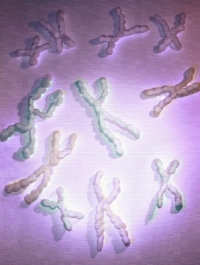 kromoszómák, telomer, telomeráz, rák öregedés, Nobel-díj