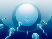 spermium, intelligencia spermium, intelligencia