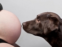 terhesség, kutya