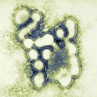influenza, H1N1, vírus, vírustörzs