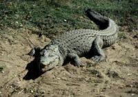 krokodiltámadás baleset lövés lőtt seb krokodiltámadás baleset lövés lőtt seb