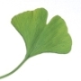 ginkgo, epilepszia ginkgo, epilepszia