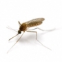 szúnyog, zika-vírus